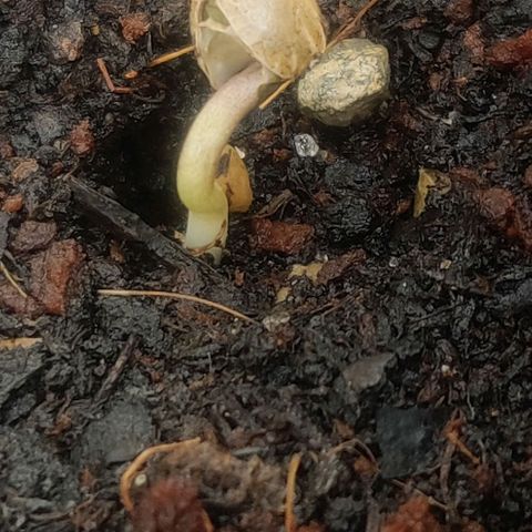 Green-O-Matic (Done) growlog timeline photo