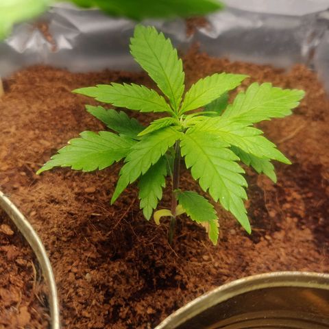 Amnesia Haze (Done) growlog timeline photo
