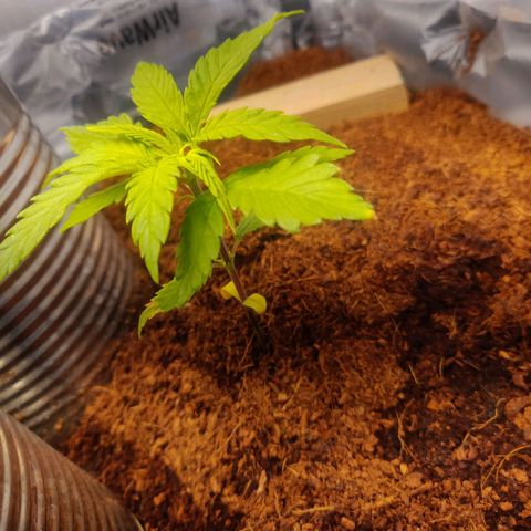 Amnesia Haze (Done) growlog timeline photo