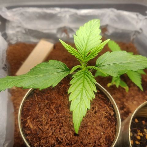 Pink Rozay Automatic (Done) growlog timeline photo