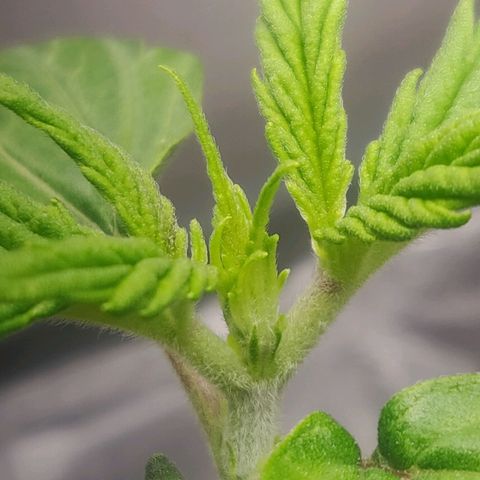 Pink Rozay Automatic (Done) growlog timeline photo