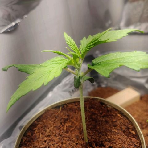 Pink Rozay Automatic (Done) growlog timeline photo