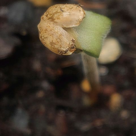 Green-O-Matic (Done) growlog timeline photo