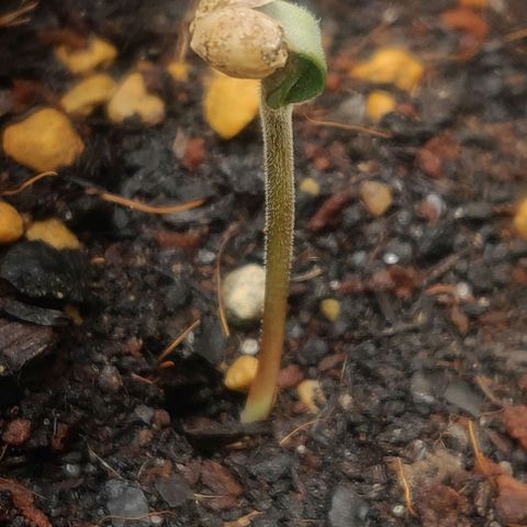 Green-O-Matic (Done) growlog timeline photo
