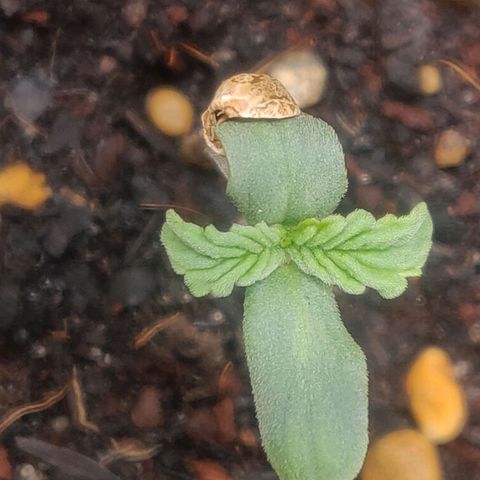 Green-O-Matic (Done) growlog timeline photo