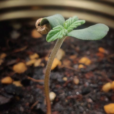 Green-O-Matic (Done) growlog timeline photo