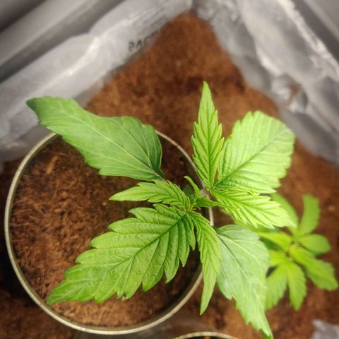 Pink Rozay Automatic (Done) growlog timeline photo