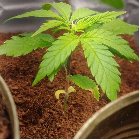 Amnesia Haze (Done) growlog timeline photo