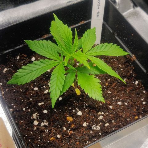 Amnesia Haze (Done) growlog timeline photo
