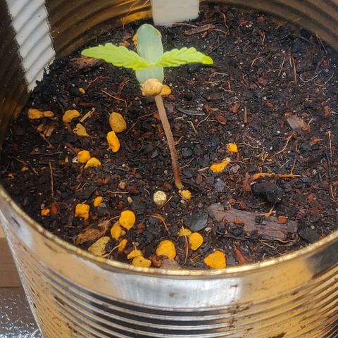Green-O-Matic (Done) growlog timeline photo