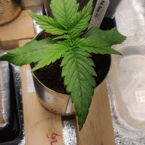 Pink Rozay Automatic (Done) growlog timeline photo