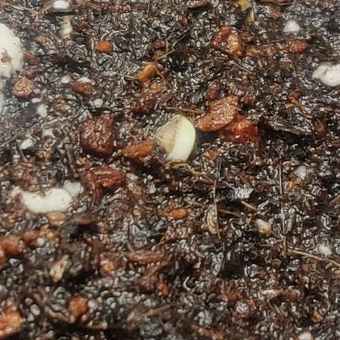 Dark Devil Auto (Done) growlog timeline photo