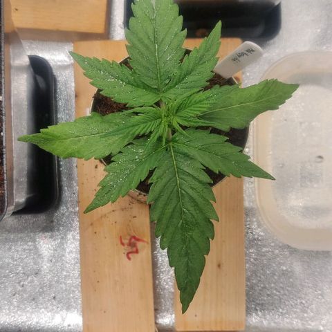Pink Rozay Automatic (Done) growlog timeline photo