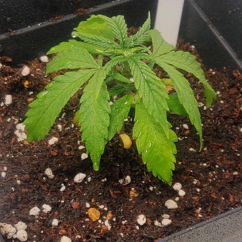 Amnesia Haze (Done) growlog timeline photo