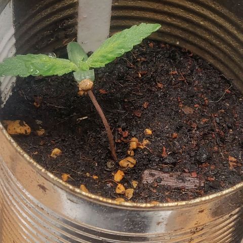 Green-O-Matic (Done) growlog timeline photo