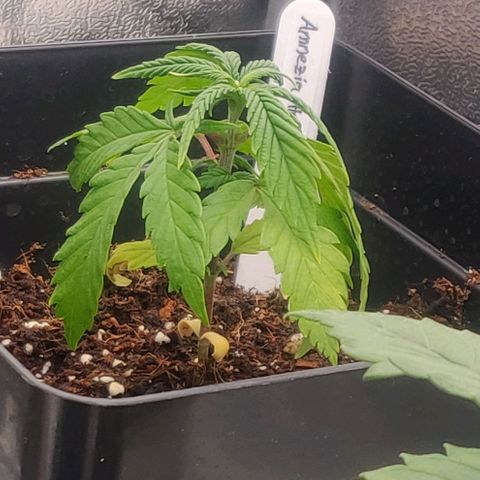 Amnesia Haze (Done) growlog timeline photo