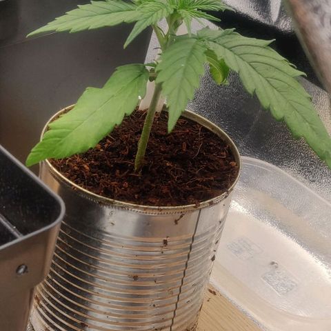 Pink Rozay Automatic (Done) growlog timeline photo