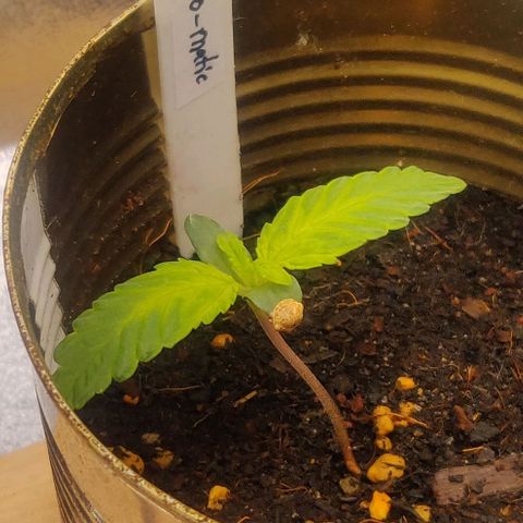 Green-O-Matic (Done) growlog timeline photo