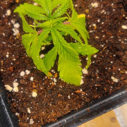 Amnesia Haze (Done) growlog timeline photo