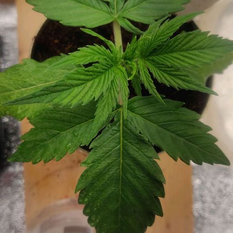 Pink Rozay Automatic (Done) growlog timeline photo