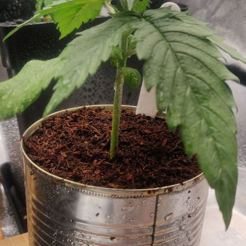 Pink Rozay Automatic (Done) growlog timeline photo