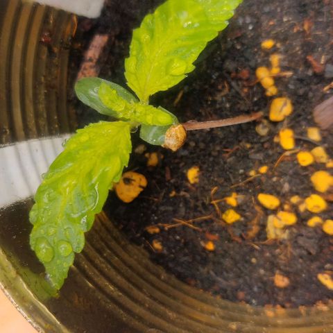 Green-O-Matic (Done) growlog timeline photo