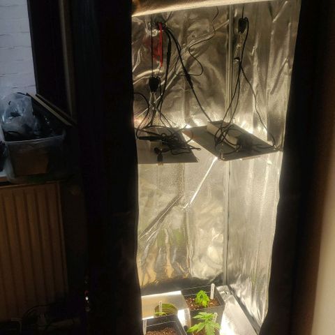 Dark Devil Auto (Done) growlog timeline photo