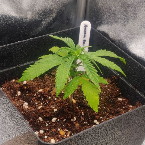 Amnesia Haze (Done) growlog timeline photo