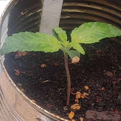 Green-O-Matic (Done) growlog timeline photo