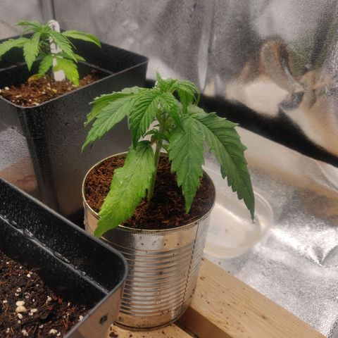 Pink Rozay Automatic (Done) growlog timeline photo