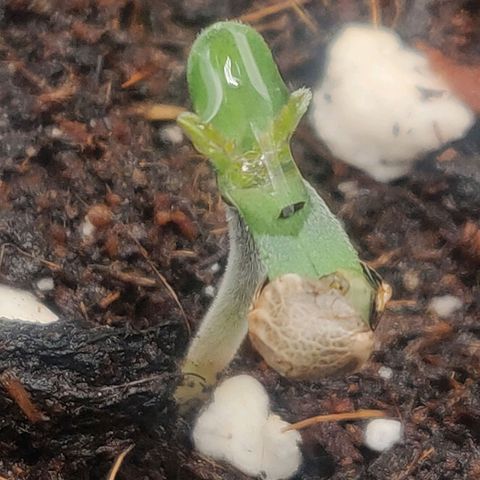 Dark Devil Auto (Done) growlog timeline photo
