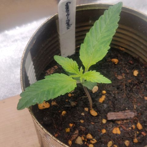 Green-O-Matic (Done) growlog timeline photo