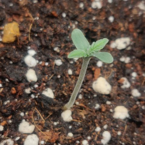 Dark Devil Auto (Done) growlog timeline photo