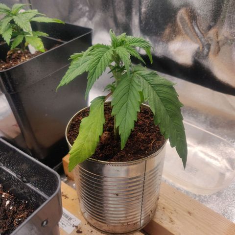 Pink Rozay Automatic (Done) growlog timeline photo