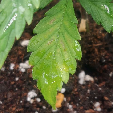 Amnesia Haze (Done) growlog photo: Hat braune stellen unten bekommen, topf ganz gegossen 
