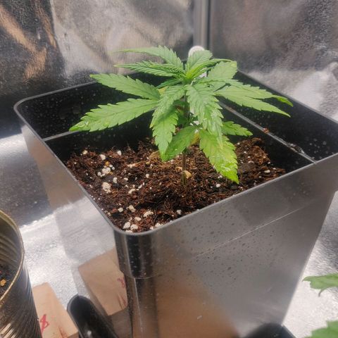 Amnesia Haze (Done) growlog photo: Hat braune stellen unten bekommen, topf ganz gegossen 