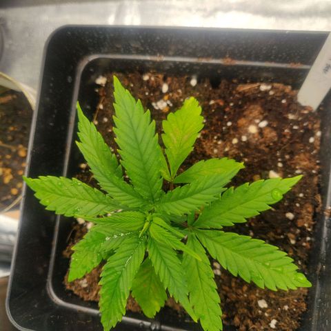 Amnesia Haze (Done) growlog photo: Hat braune stellen unten bekommen, topf ganz gegossen 