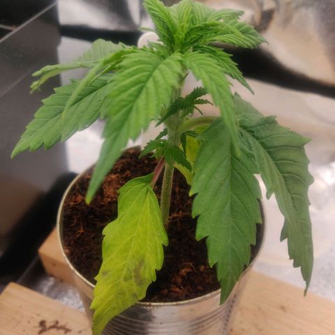 Pink Rozay Automatic (Done) growlog timeline photo