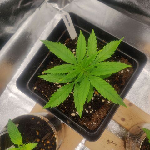 Amnesia Haze (Done) growlog timeline photo