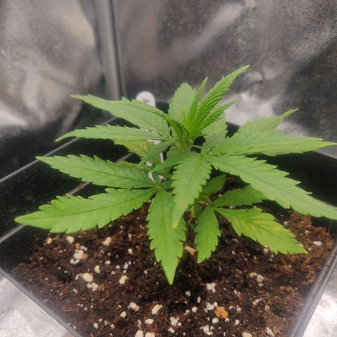 Amnesia Haze (Done) growlog timeline photo