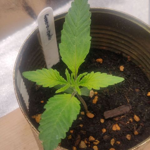 Green-O-Matic (Done) growlog timeline photo
