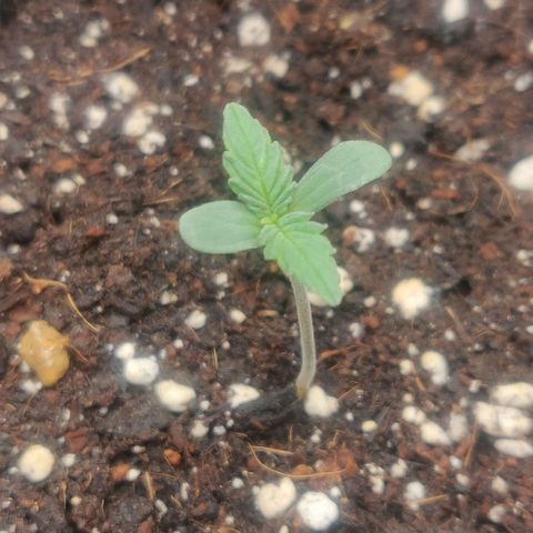 Dark Devil Auto (Done) growlog timeline photo