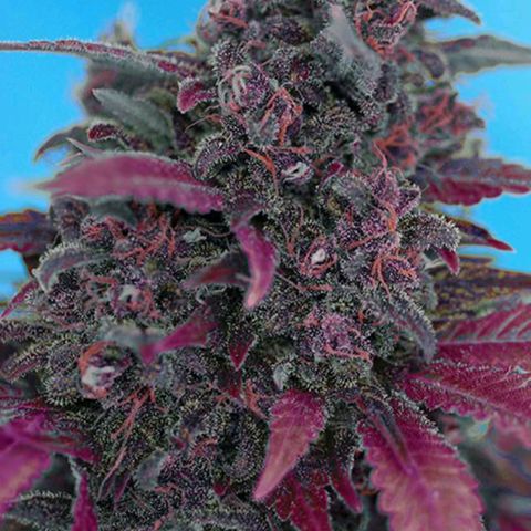 Dark Devil Auto (Done) growlog timeline photo