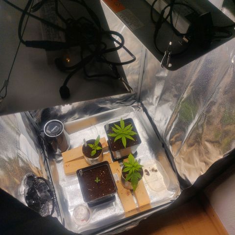 Dark Devil Auto (Done) growlog timeline photo