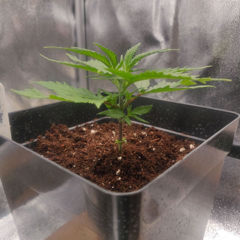 Amnesia Haze (Done) growlog timeline photo