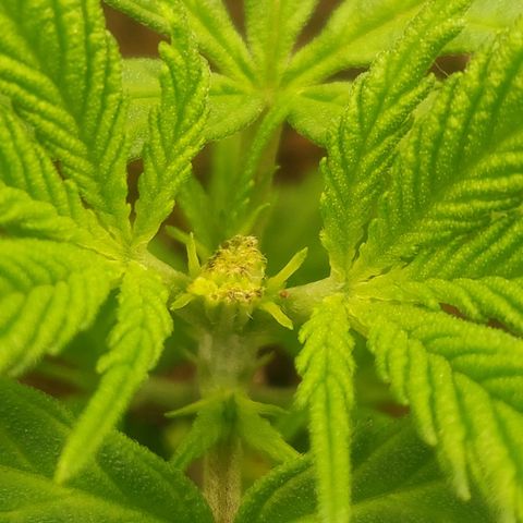Amnesia Haze (Done) growlog timeline photo