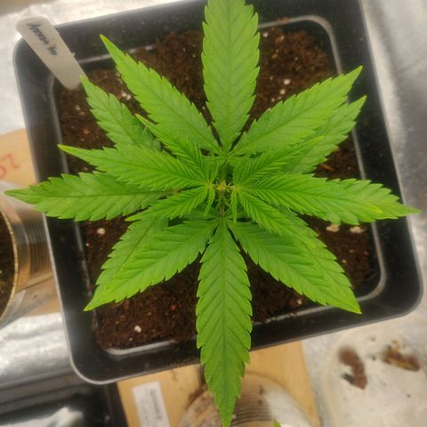 Amnesia Haze (Done) growlog timeline photo