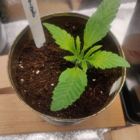 Green-O-Matic (Done) growlog timeline photo