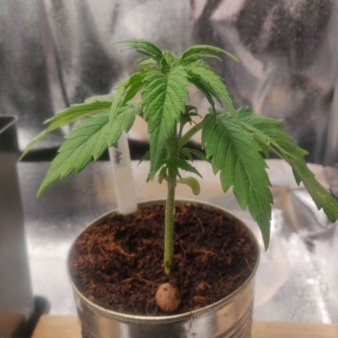 Pink Rozay Automatic (Done) growlog timeline photo