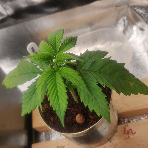 Pink Rozay Automatic (Done) growlog timeline photo